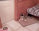 Собаки в Химках: Щенок мини-помски (хаски+шпиц) Мальчик, Бесплатно - фото 4