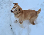 Собаки в Красногорске: щенок Каспер в добрые руки Мальчик, Бесплатно - фото 5
