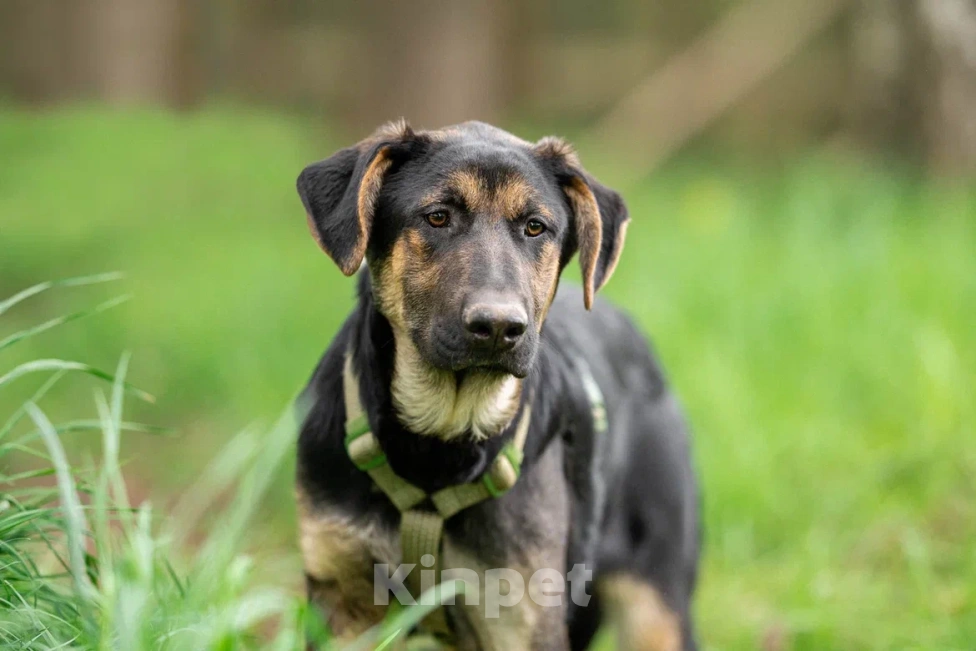 Собаки в Москве: Щенок в дар Мальчик, Бесплатно - фото 5