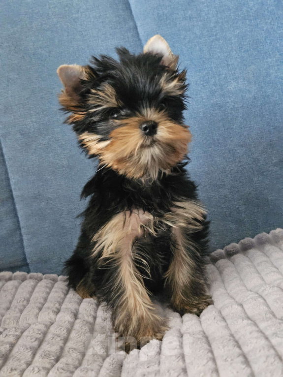 Собаки в Москве: Мальчик йорка Мальчик, 40 000 руб. - фото 9
