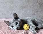 Кошки в Москве: Котята русской голубой Мальчик, Бесплатно - фото 7