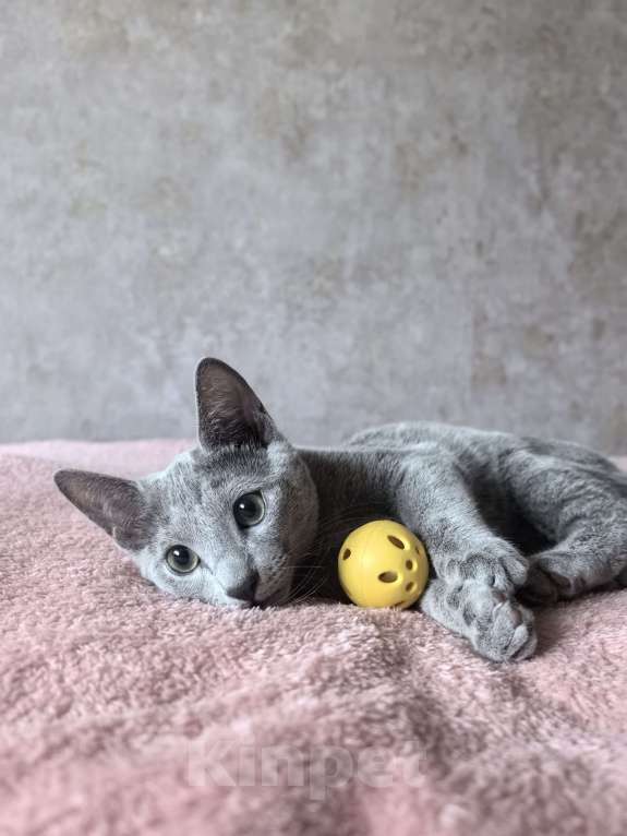 Кошки в Москве: Котята русской голубой Мальчик, Бесплатно - фото 7