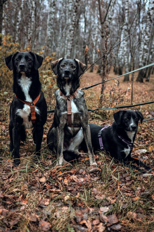 Собаки в Москве: Дуня Девочка, Бесплатно - фото 8
