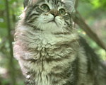 Кошки в Перми: Сибирский котенок Мальчик, Бесплатно - фото 1