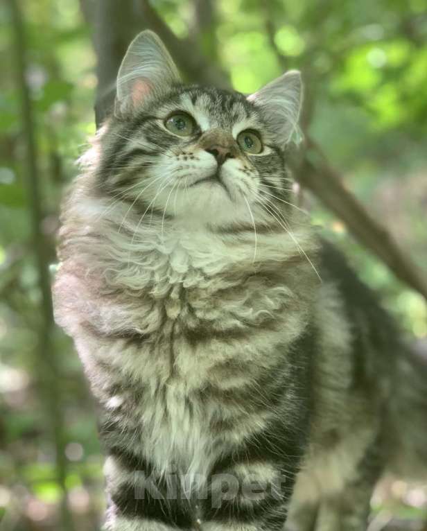 Кошки в Перми: Сибирский котенок Мальчик, Бесплатно - фото 1