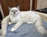 Кошки в Москве: Мальчишка 3 месяца Мальчик, 35 000 руб. - фото 3