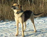 Собаки в Москве: В добрые руки  Мальчик, Бесплатно - фото 1