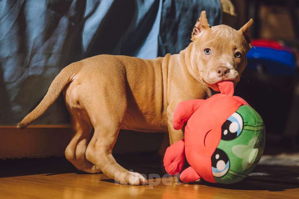 Собаки в Москве: Щенки Американского булли Девочка, 150 000 руб. - фото 2