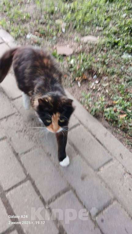 Кошки в Калуге: Отдам в хорошие руки Девочка, Бесплатно - фото 3