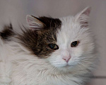 Кошки в Москве: кот Геннадий Мальчик, Бесплатно - фото 5