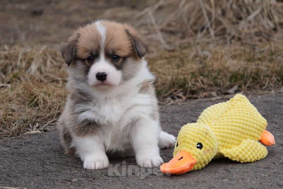 Собаки в Москве: Вельш Корги Пемброк Девочка, 50 000 руб. - фото 1