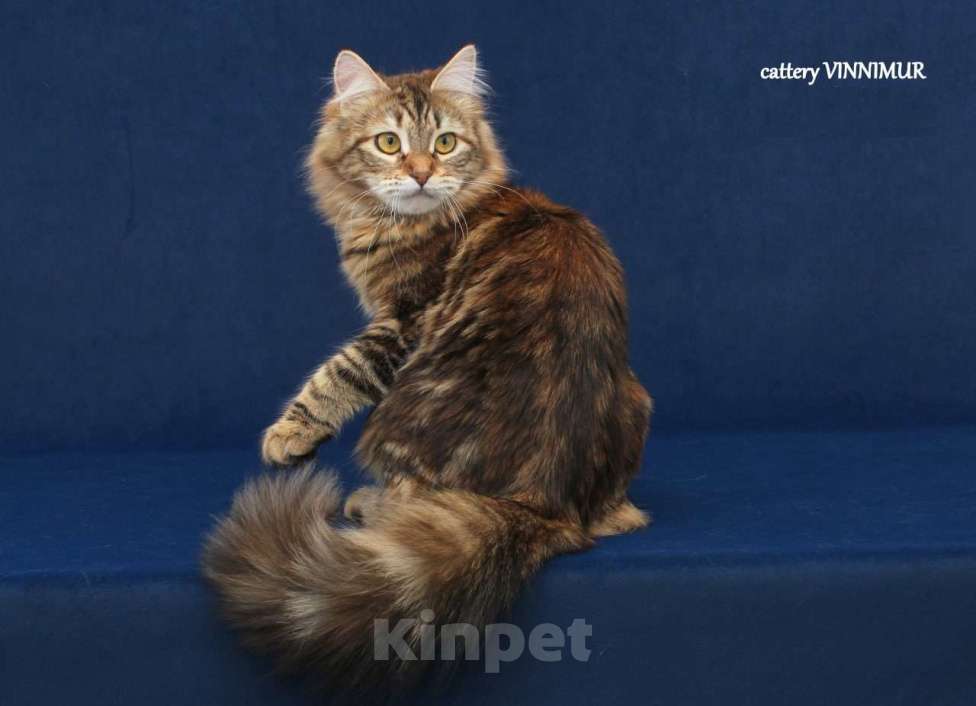 Кошки в Санкт-Петербурге: Молодая сибирская кошка  Девочка, Бесплатно - фото 2