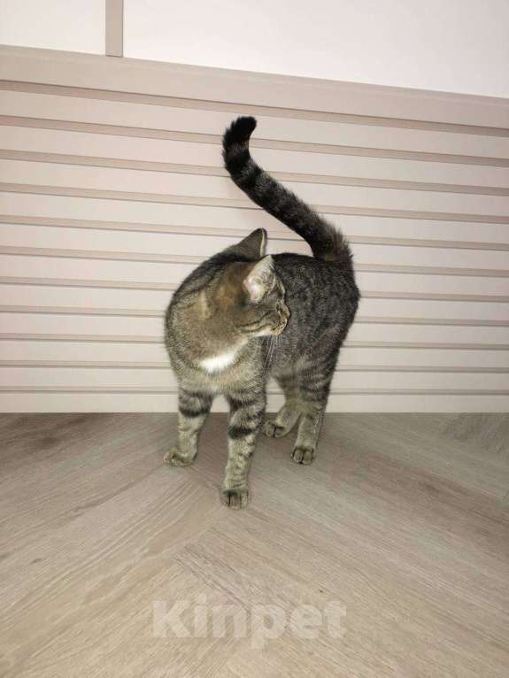 Кошки в Тюмени: Ищу любящих хозяев для ласковой кошечки  Девочка, Бесплатно - фото 5