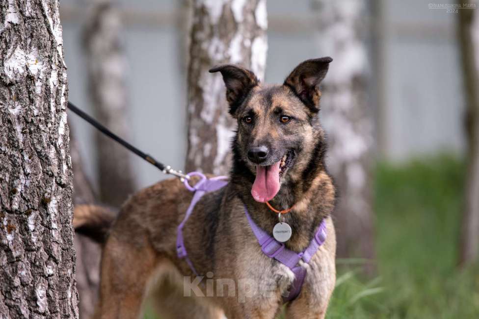 Собаки в Наро-Фоминске: Бирма - очень добрая и веселая собака Девочка, Бесплатно - фото 3