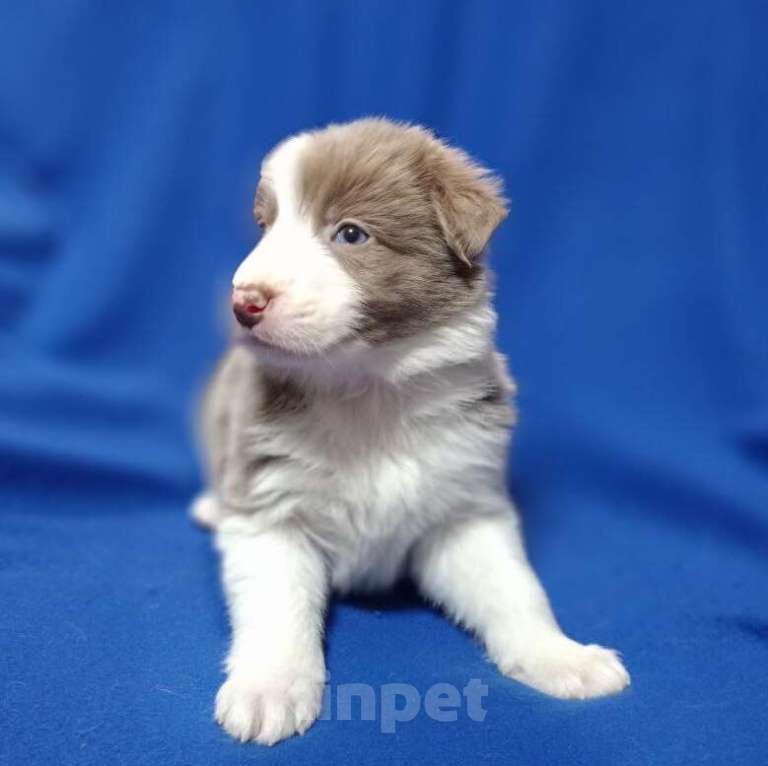 Собаки в Санкт-Петербурге: Бордер Колли Мальчик, 100 000 руб. - фото 2