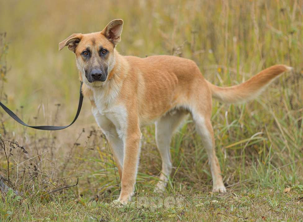 Собаки в Москве: Парень не для приюта Мальчик, Бесплатно - фото 6
