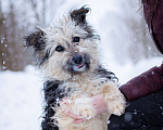 Собаки в Москве: Маленький пёсик в дар Мальчик, Бесплатно - фото 1