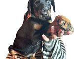 Собаки в Чебоксарах: Доберманы щенки РКФ Мальчик, 45 000 руб. - фото 5
