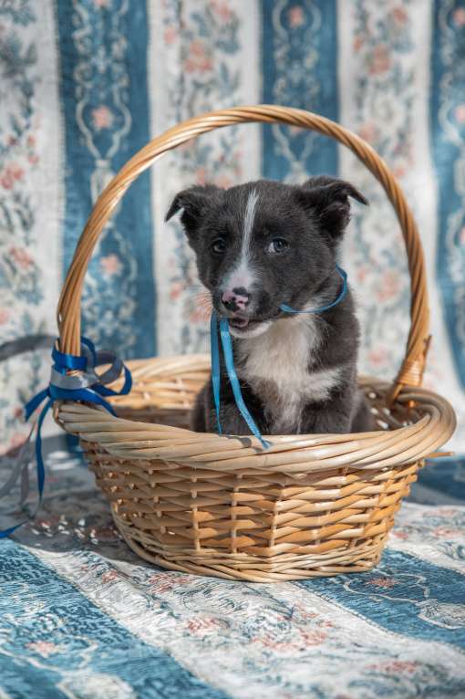 Собаки в Москве: Щенок 2х месяцев Бентли в добрые руки Мальчик, Бесплатно - фото 8