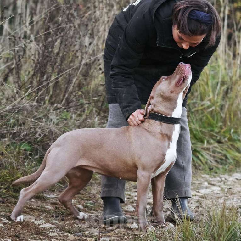 Собаки в Москве: Молодая питбуль Бежа в дар Девочка, 1 руб. - фото 2