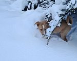 Собаки в Красногорске: щенок Каспер в добрые руки Мальчик, Бесплатно - фото 4