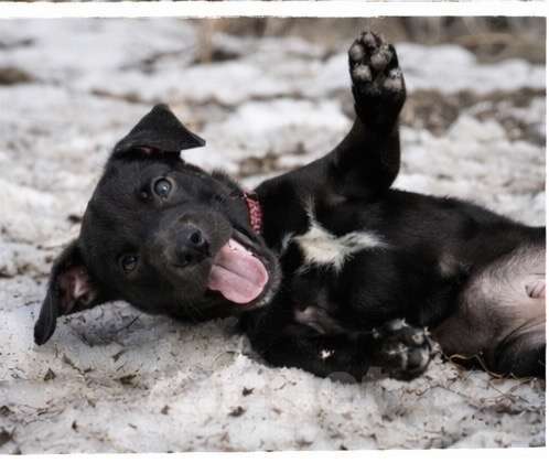 Собаки в других городах Московской области: Обворожительная Луна метис лабрадора Девочка, Бесплатно - фото 1