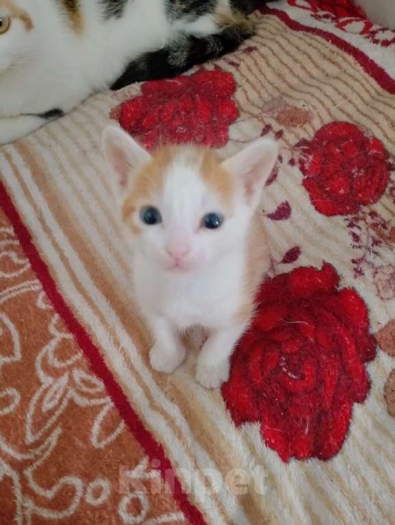 Кошки в Иркутске: Отдам в добрые руки рыжего котенка Мальчик, Бесплатно - фото 1