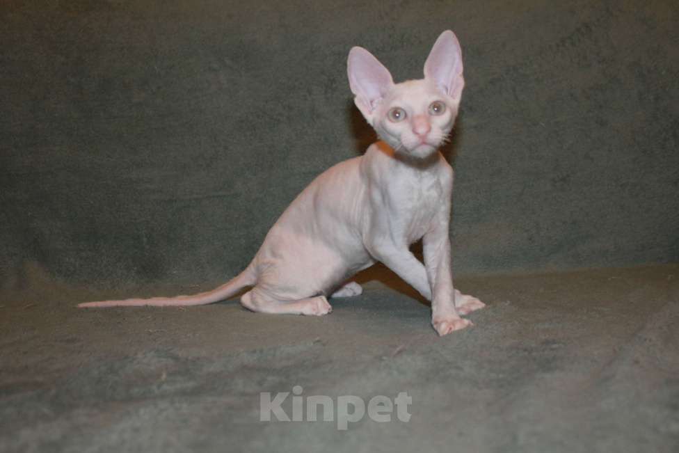 Кошки в Москве: белый голубоглазый кудрявый котенок Мальчик, 60 000 руб. - фото 2