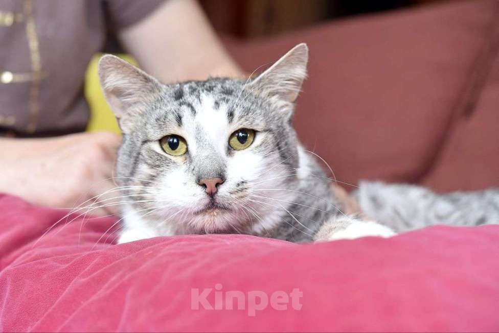 Кошки в Москве: Кота ласковее Вы еще не встречали 🤍 Мальчик, Бесплатно - фото 3