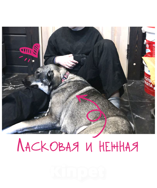 Собаки в Санкт-Петербурге: Собака-антистресс Пеппер ищет дом Девочка, Бесплатно - фото 8