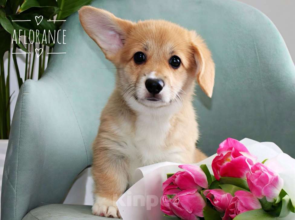 Собаки в Санкт-Петербурге: Щенок вельш корги пемброк Девочка, 70 000 руб. - фото 1