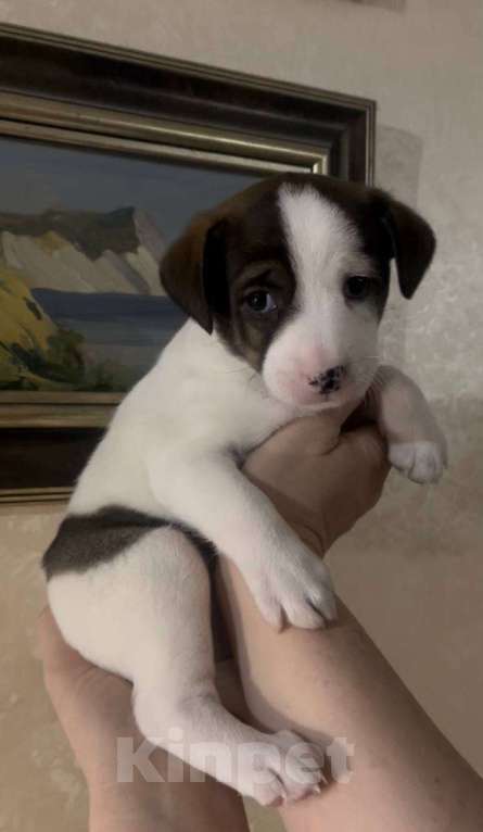 Собаки в Москве: Умка ждет свою семью, ищет добрый дом Девочка, Бесплатно - фото 2