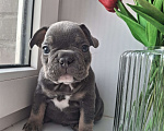 Собаки в Санкт-Петербурге: Французский бульдог Мальчик, 50 000 руб. - фото 1