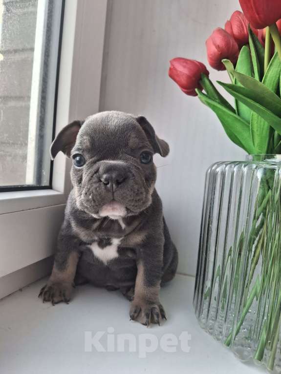 Собаки в Санкт-Петербурге: Французский бульдог Мальчик, 50 000 руб. - фото 1