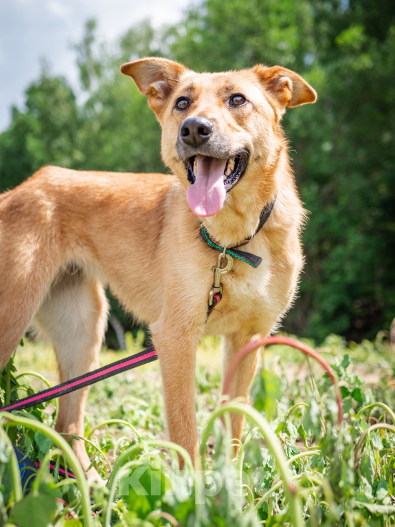 Собаки в Москве: Добрая и ласковая Асти Девочка, Бесплатно - фото 5