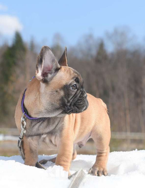 Собаки в Москве: Тимоти Мальчик, 65 000 руб. - фото 2