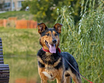 Собаки в Москве: Пёс-компаньон Марс после спасения ищет дом Мальчик, 1 руб. - фото 4