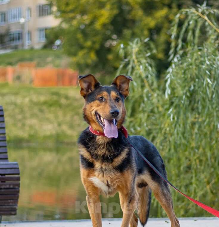 Собаки в Москве: Пёс-компаньон Марс после спасения ищет дом Мальчик, 1 руб. - фото 4