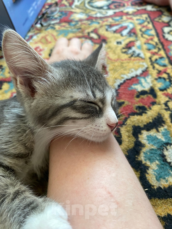 Кошки в Нижнем Новгороде: Котенок в добрые руки Девочка, Бесплатно - фото 2
