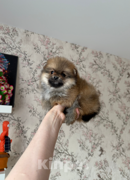 Собаки в Москве: Рыжая девочка Девочка, 25 000 руб. - фото 1