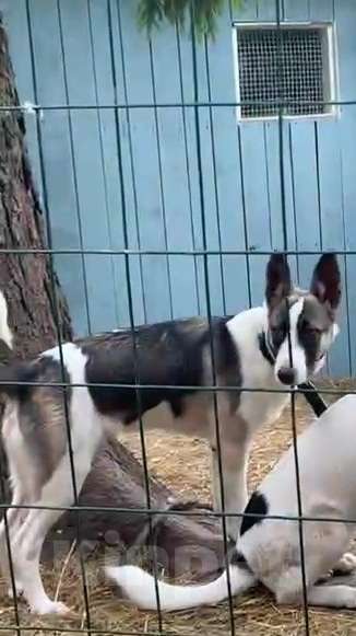 Собаки в Москве: Бэтмен в поиске дома Мальчик, Бесплатно - фото 6