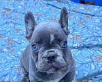 Собаки в Ставрополе: Голубоглазые  щенки французского бульдога (серые) Мальчик, Бесплатно - фото 1