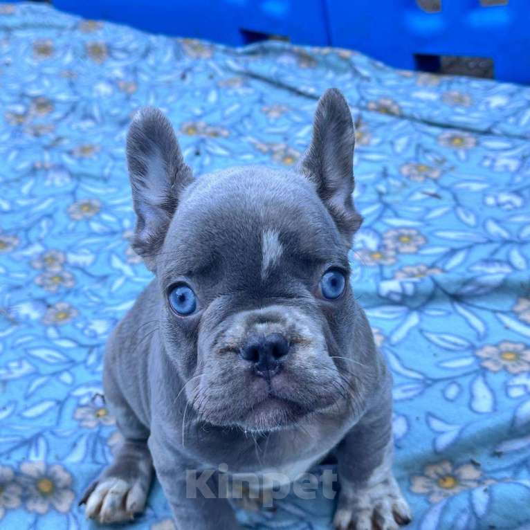 Собаки в Ставрополе: Голубоглазые  щенки французского бульдога (серые) Мальчик, Бесплатно - фото 1
