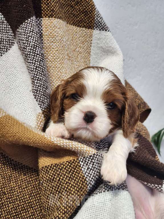 Собаки в Анапе: Желтая лента  Девочка, 110 000 руб. - фото 5