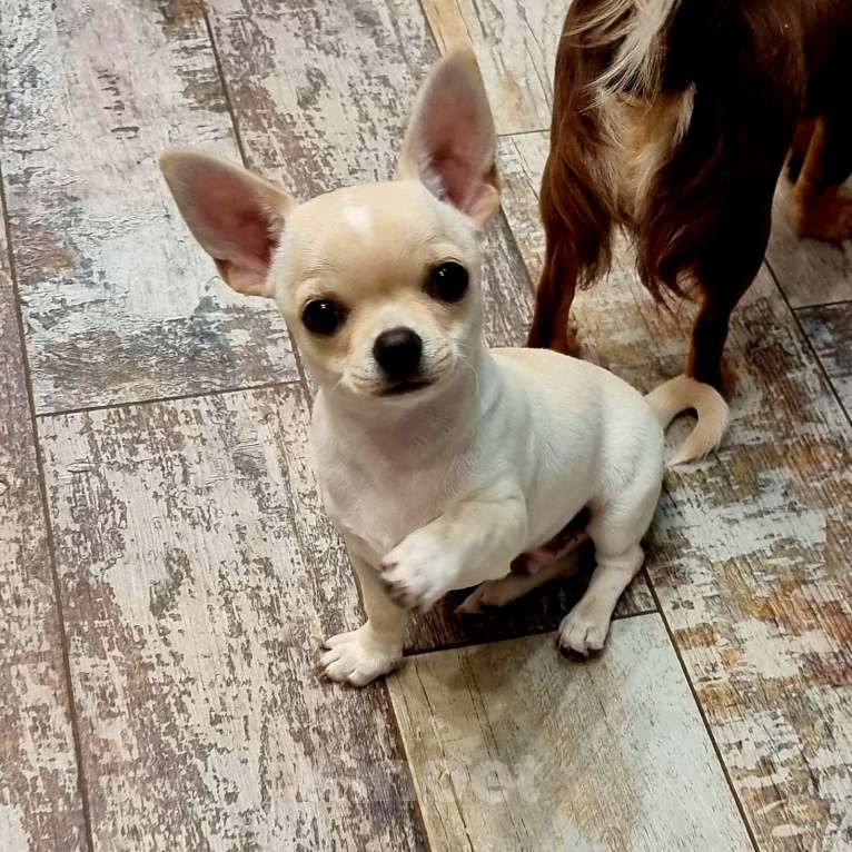 Собаки в Калининграде: Щенок чихуахуа РКФ Мальчик, Бесплатно - фото 2