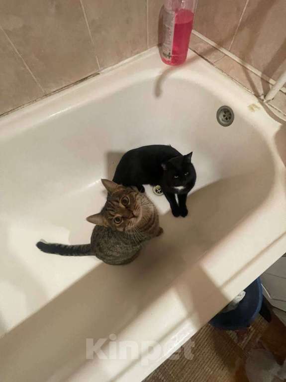 Кошки в Ульяновске: Отдам в добрый руки, двух милых мальчиков) Мальчик, 100 руб. - фото 6