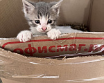 Кошки в Ростове-на-Дону: Кошку с котятами выбросили, временно живут в подъезде Разнополые, Бесплатно - фото 2