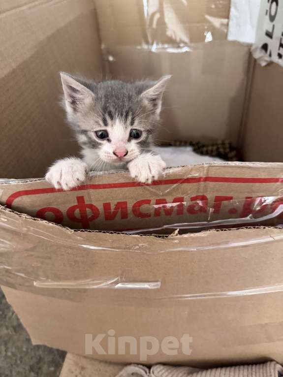 Кошки в Ростове-на-Дону: Кошку с котятами выбросили, временно живут в подъезде Разнополые, Бесплатно - фото 2