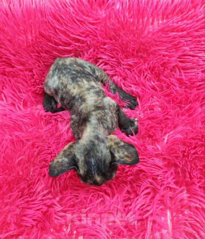 Кошки в Горячем Ключе: Котенок Девон Рекс в окрасе черная черепаха Девочка, 70 000 руб. - фото 3