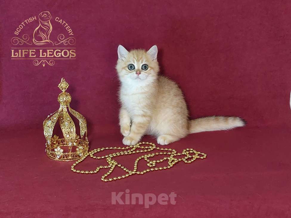 Кошки в Москве: Шотландский котёнок золотая шиншилла Мальчик, Бесплатно - фото 6